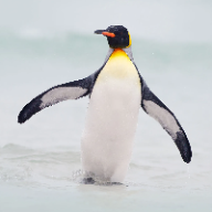 User profile picture